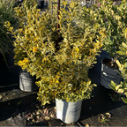 金边冬青矛卫 Golden Evergreen Euonymus