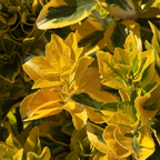 金边冬青矛卫 Golden Evergreen Euonymus