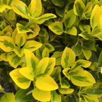 金边冬青矛卫 Golden Evergreen Euonymus