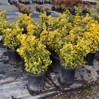 金边冬青矛卫 Golden Evergreen Euonymus