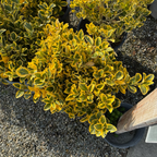 金边冬青矛卫 Golden Evergreen Euonymus