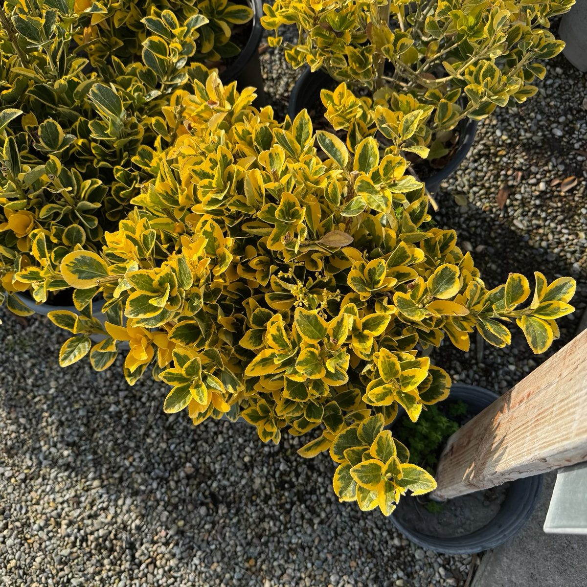 金边冬青矛卫 Golden Evergreen Euonymus