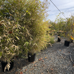 金竹 Golden Goddess Bamboo