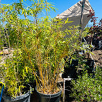 金竹 Golden Goddess Bamboo