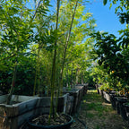 金竹 Golden Goddess Bamboo