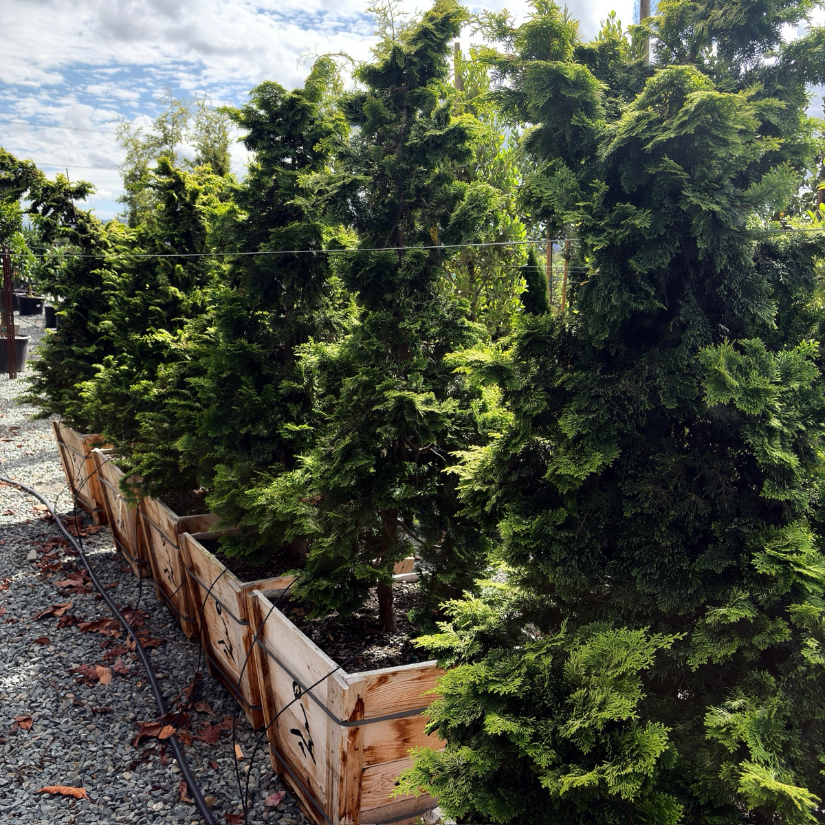 扁柏 Golden Hinoki Cypress