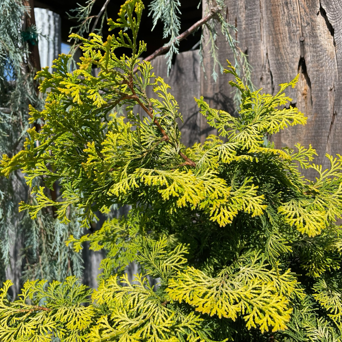 扁柏 Golden Hinoki Cypress