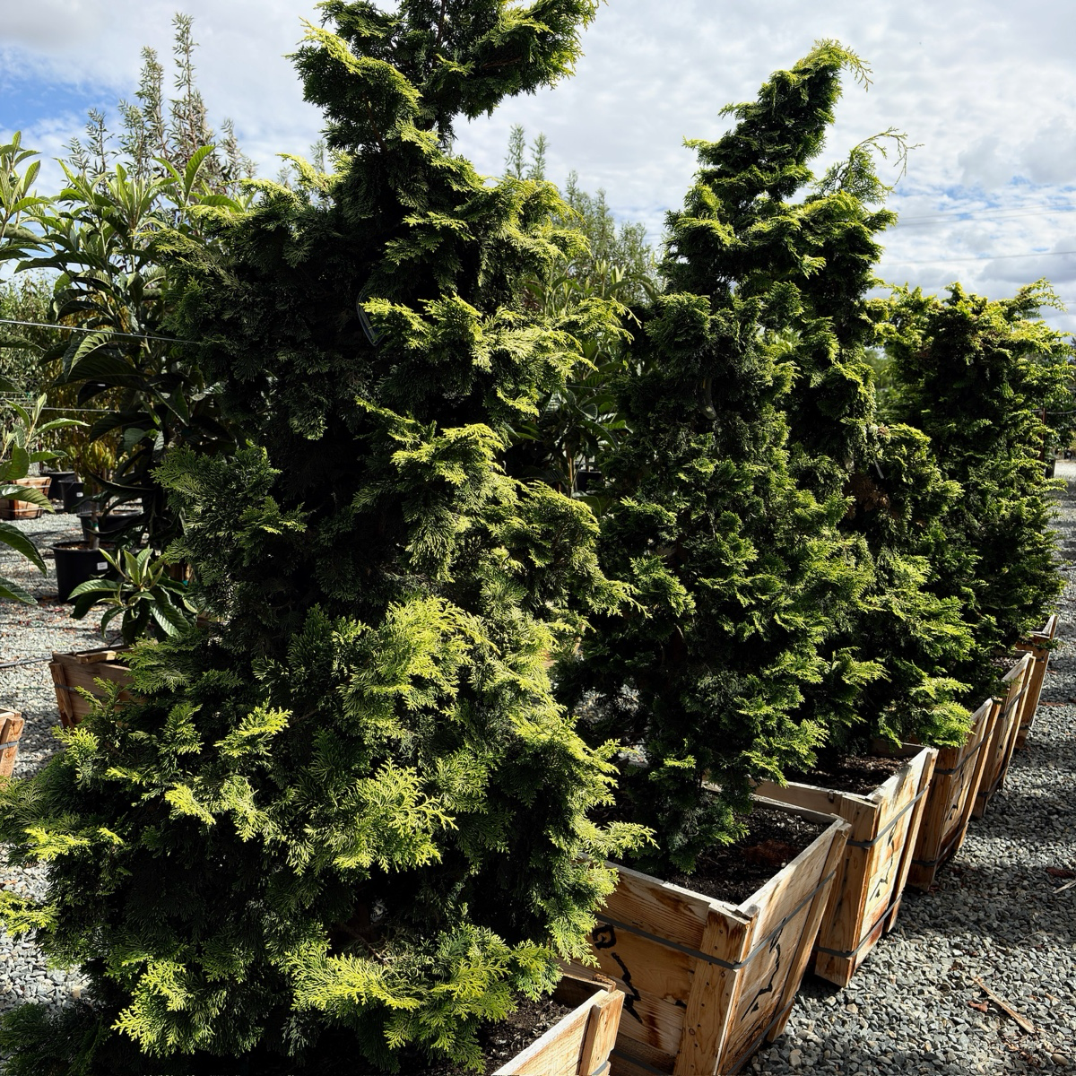 扁柏 Golden Hinoki Cypress