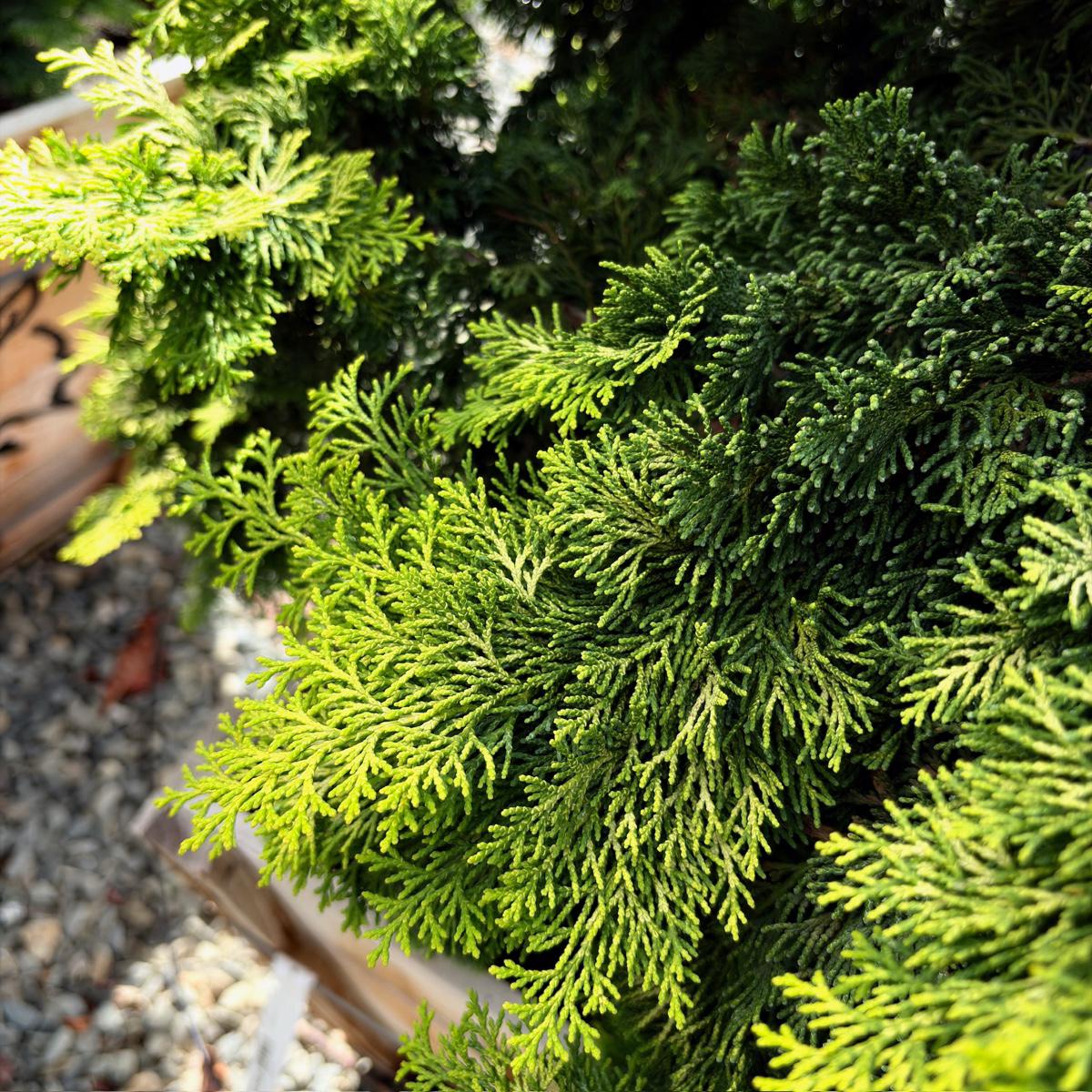 扁柏 Golden Hinoki Cypress