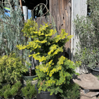 扁柏 Golden Hinoki Cypress