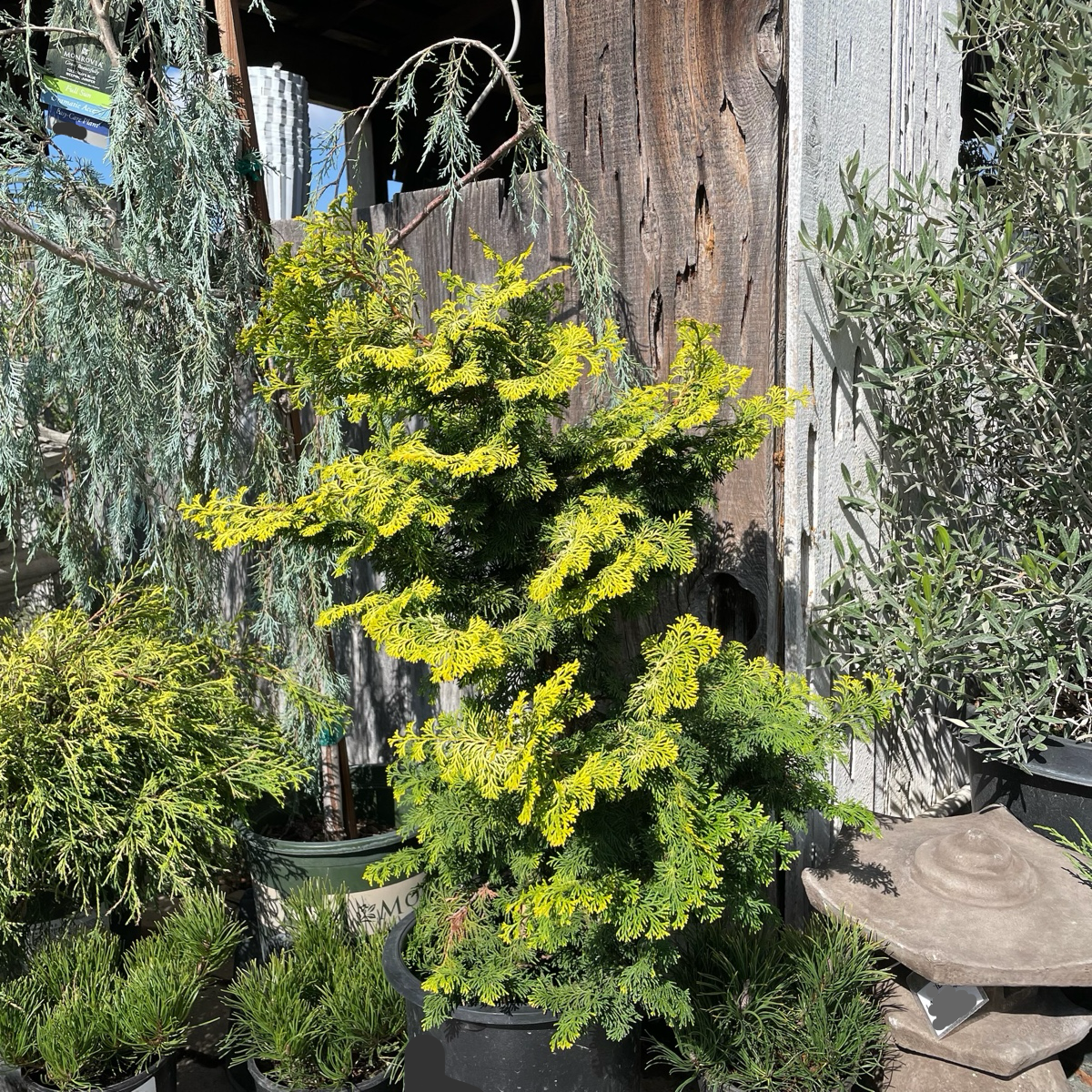扁柏 Golden Hinoki Cypress