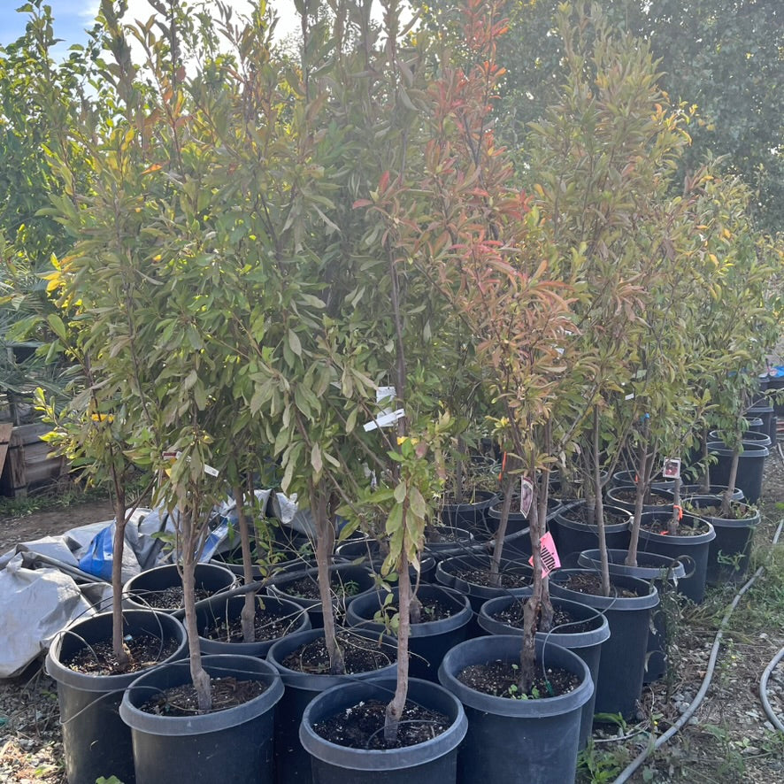 黄金奈李子 Golden Nectar Plum