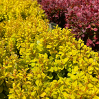 日本小檗 Golden Nugget Dwarf Japanese Barberry