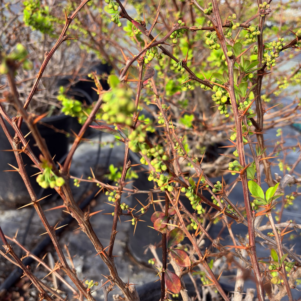 日本小檗 Golden Nugget Dwarf Japanese Barberry