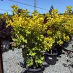 黄栌 Golden Spirit Smoke Bush