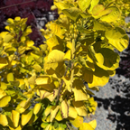 黄栌 Golden Spirit Smoke Bush