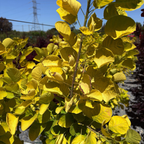 黄栌 Golden Spirit Smoke Bush