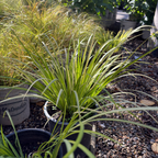 金叶金钱蒲 Golden Variegated Sweet Flag