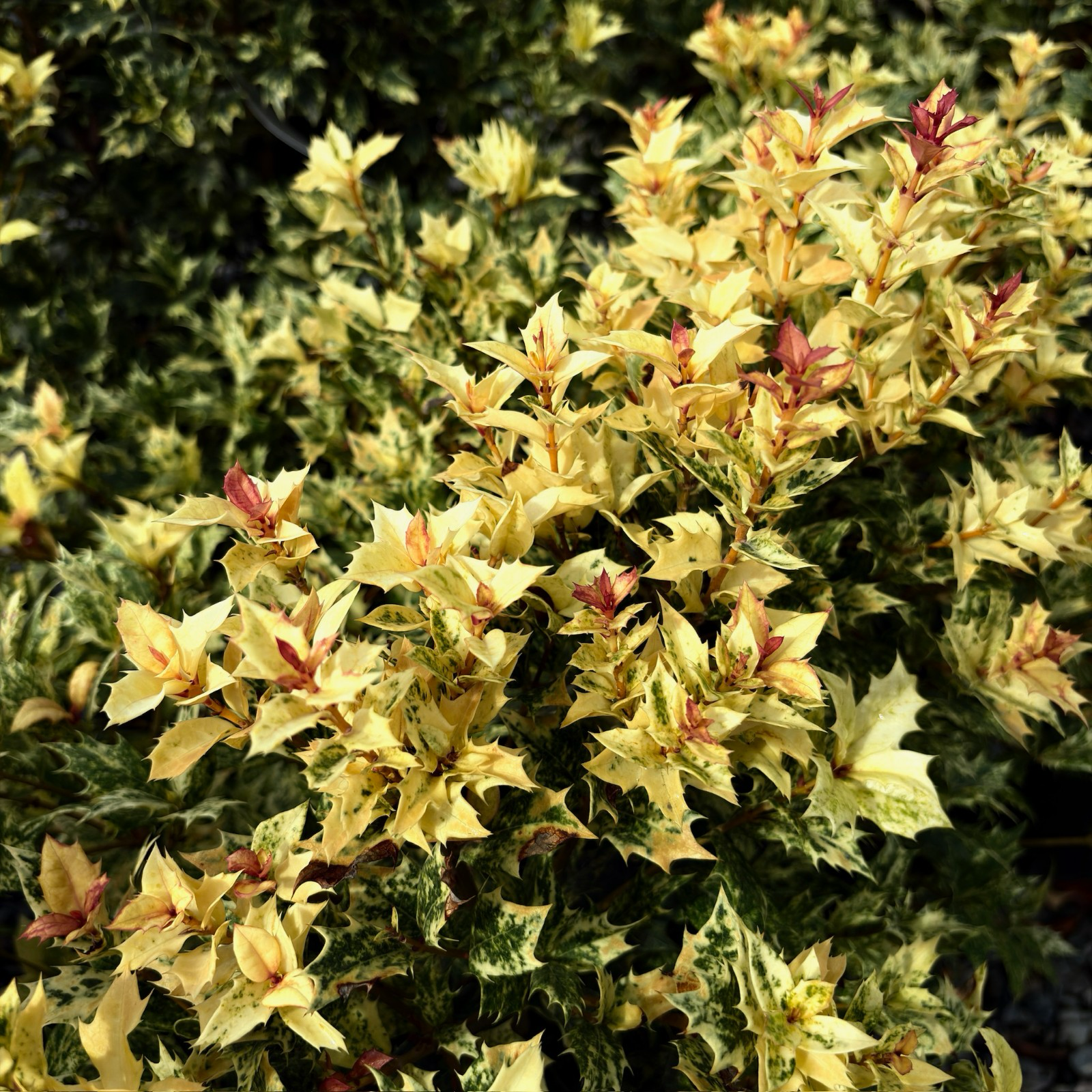 五彩刺桂 Goshiki False Holly