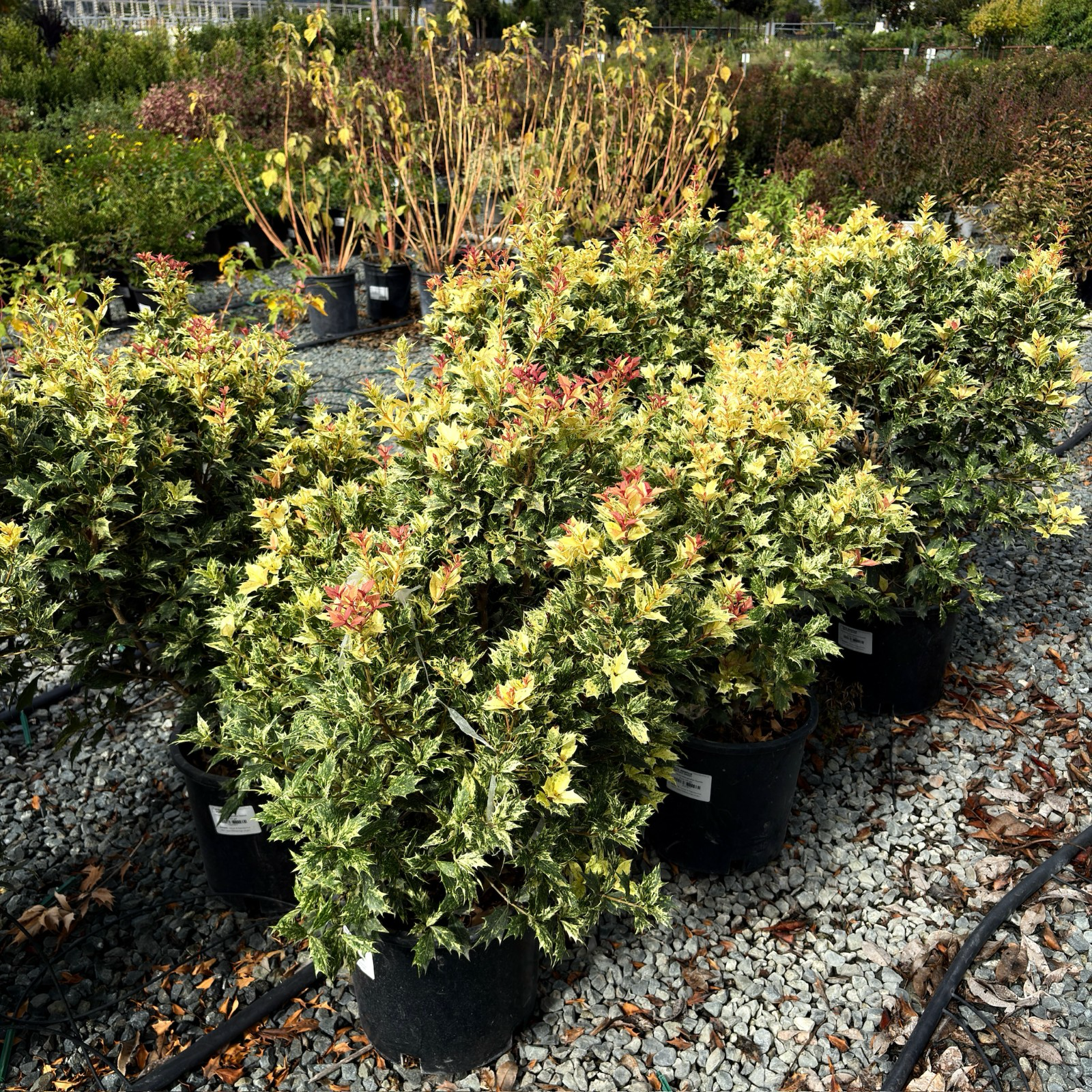 五彩刺桂 Goshiki False Holly