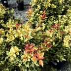 五彩刺桂 Goshiki False Holly
