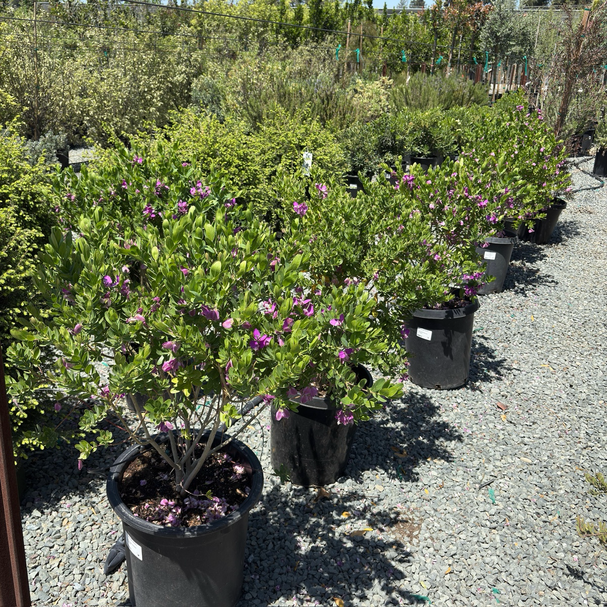 远志-大花甜豌豆 Grandiflora Sweet Pea Shrub