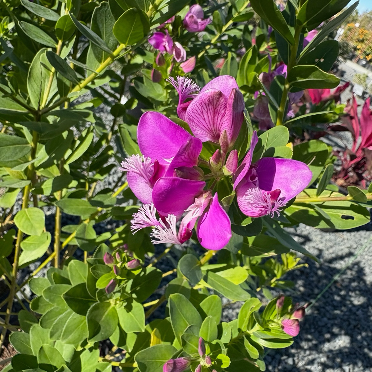 远志-大花甜豌豆 Grandiflora Sweet Pea Shrub