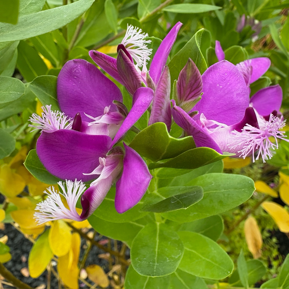远志-大花甜豌豆 Grandiflora Sweet Pea Shrub