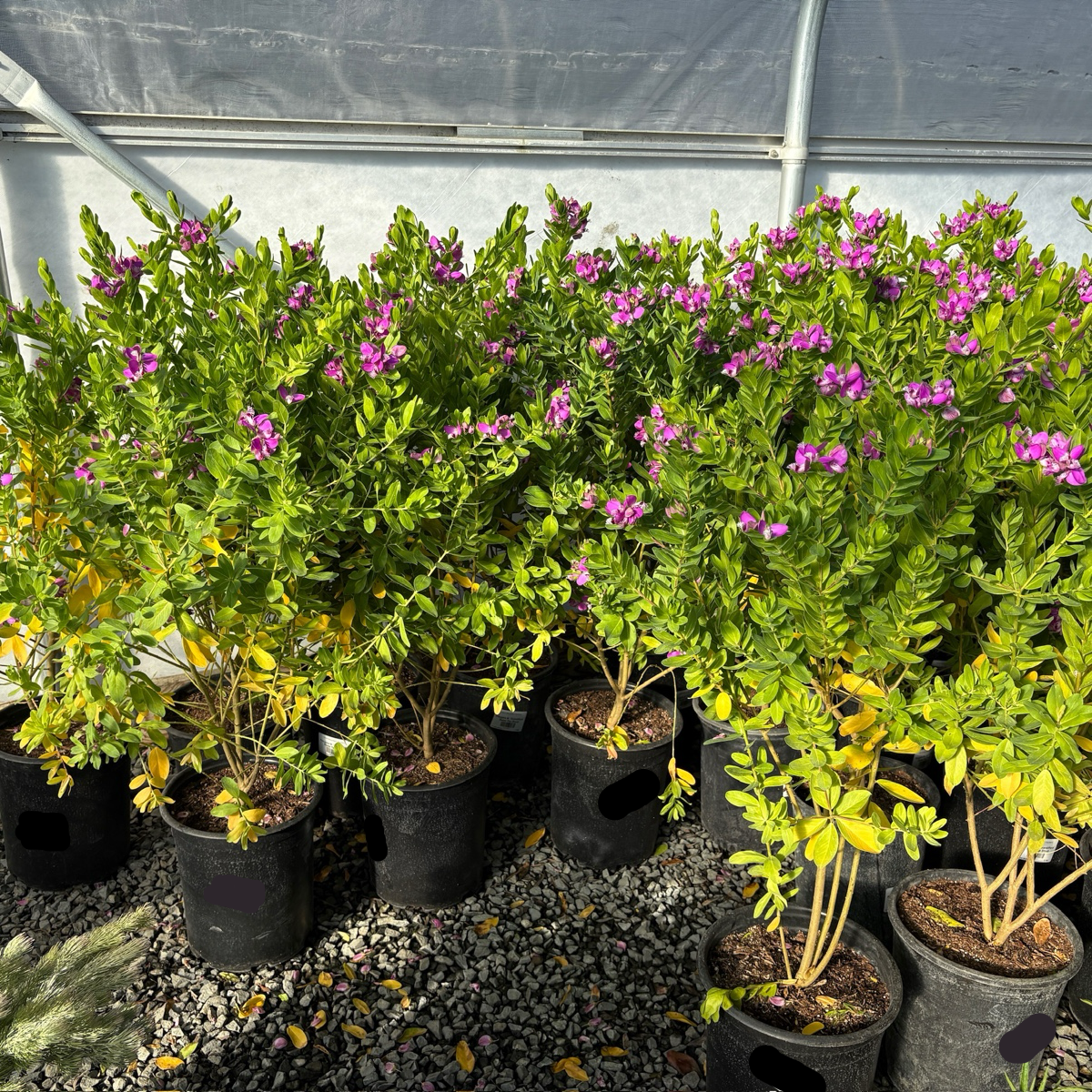 远志-大花甜豌豆 Grandiflora Sweet Pea Shrub