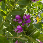 远志-大花甜豌豆 Grandiflora Sweet Pea Shrub