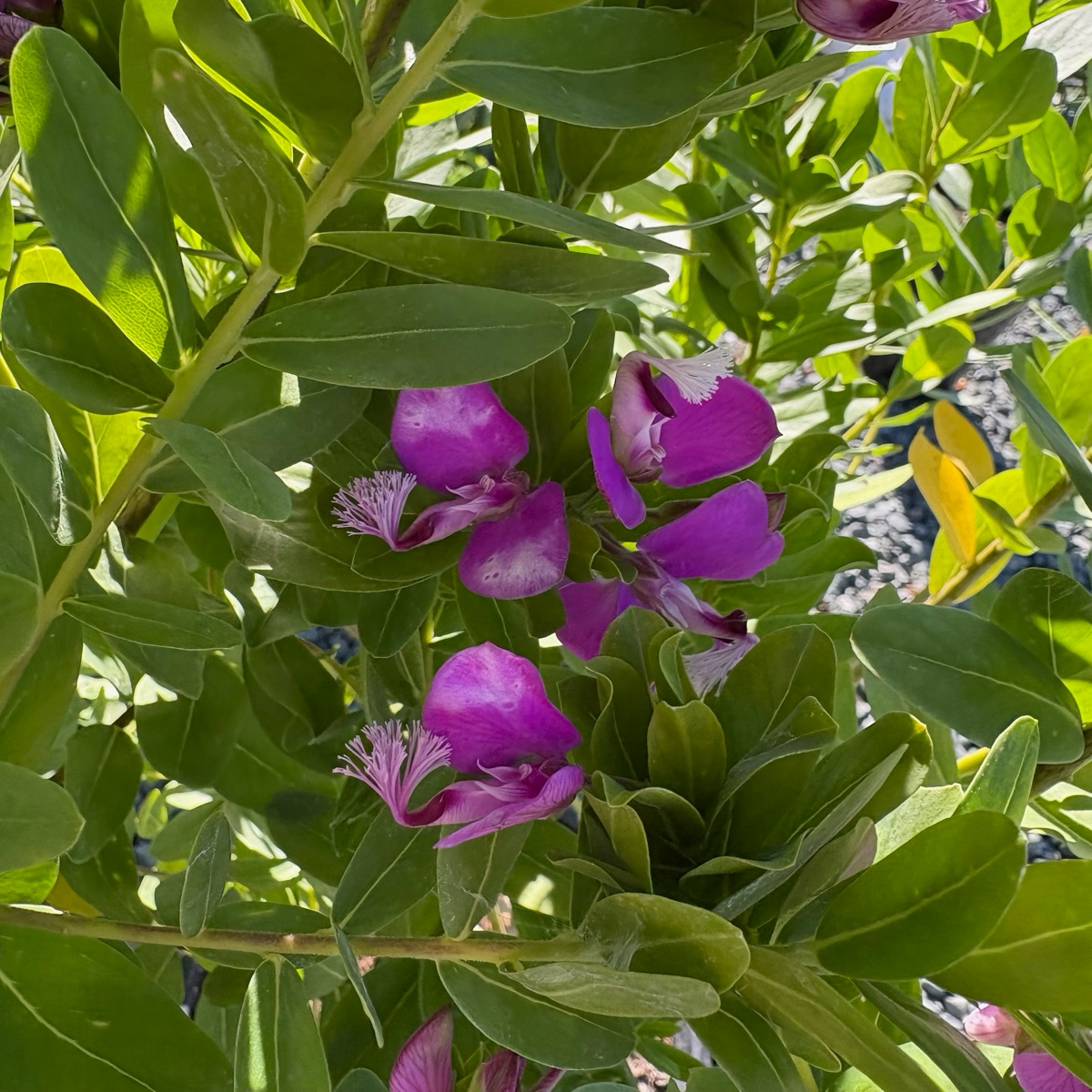远志-大花甜豌豆 Grandiflora Sweet Pea Shrub