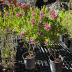 远志-大花甜豌豆 Grandiflora Sweet Pea Shrub