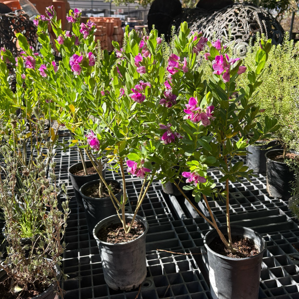 远志-大花甜豌豆 Grandiflora Sweet Pea Shrub