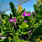 远志-大花甜豌豆 Grandiflora Sweet Pea Shrub