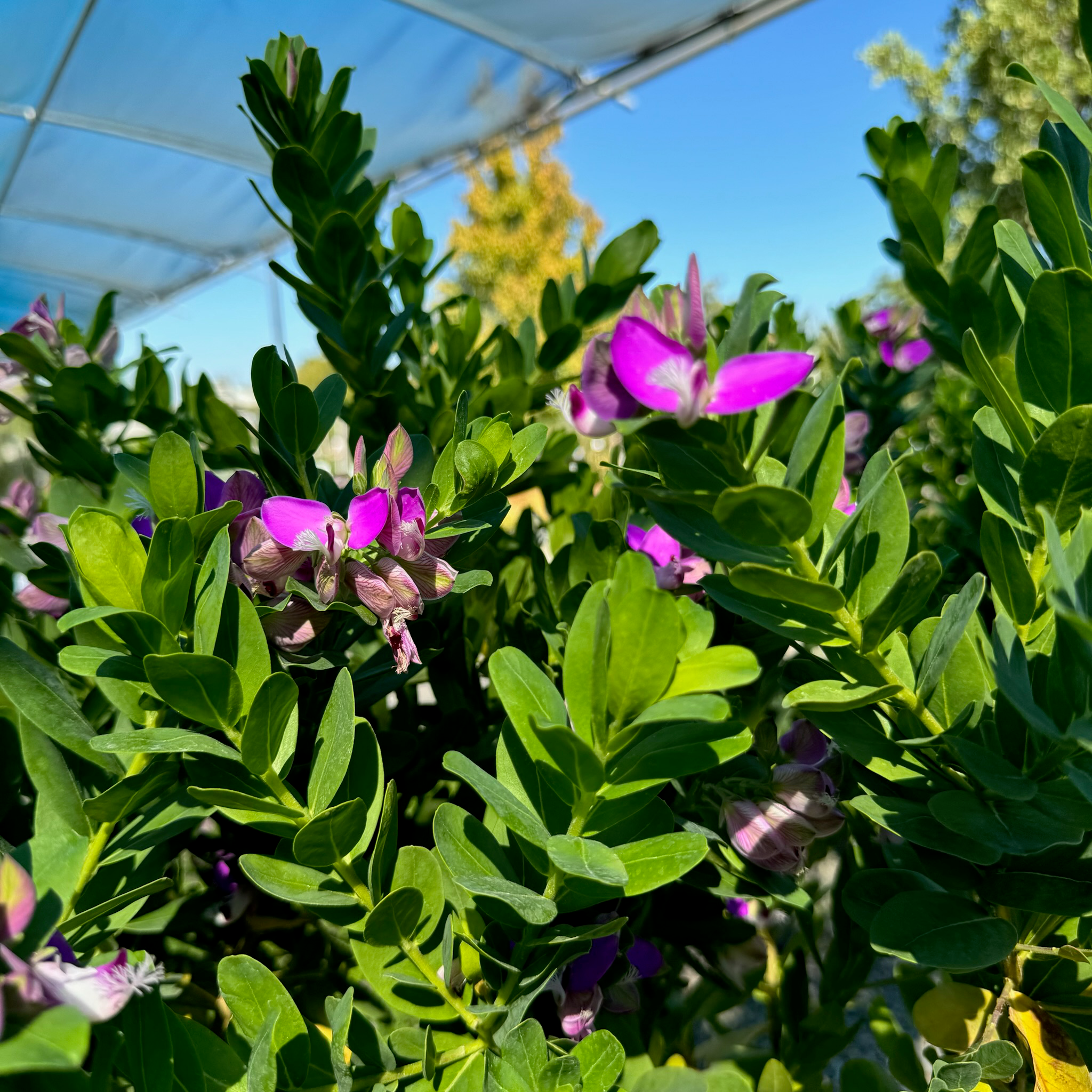 远志-大花甜豌豆 Grandiflora Sweet Pea Shrub
