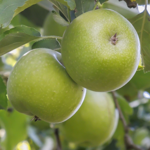 Apple Tree - Granny Smith Apple