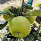 澳洲青苹果 Granny Smith Apple
