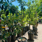 澳洲青苹果 Granny Smith Apple