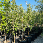 澳洲青苹果 Granny Smith Apple