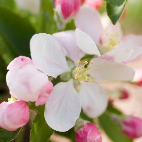 Apple Tree - Gravenstein Apple