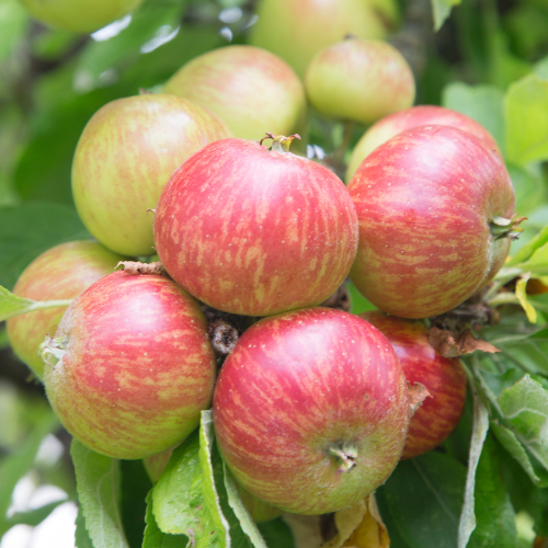 Gravenstein Apple