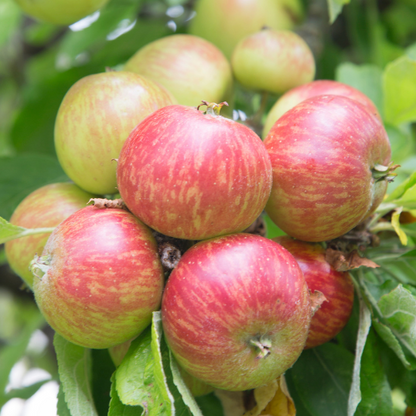 Apple Tree - Gravenstein Apple