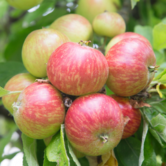 苹果树-格拉文斯坦苹果