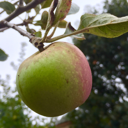 Apple Tree - Gravenstein Apple