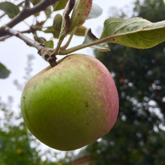 苹果树-格拉文斯坦苹果