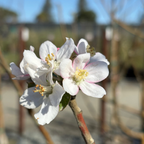 格拉文斯坦苹果 Gravenstein Apple