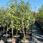 格拉文斯坦苹果 Gravenstein Apple