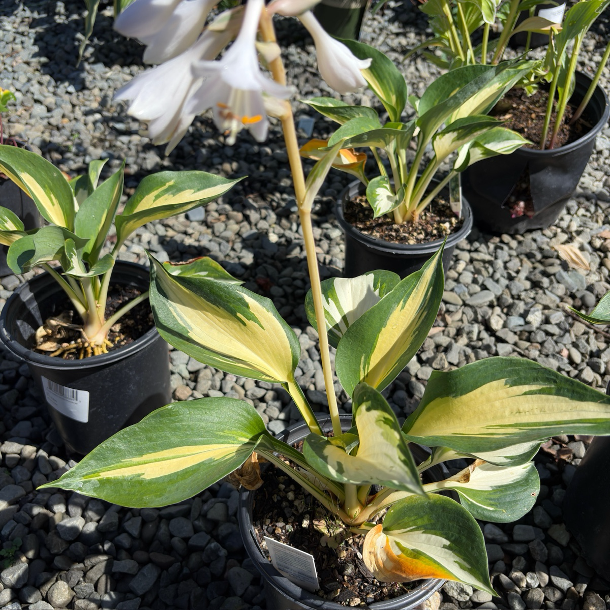 玉簪 Great Expectation Plantam Lily