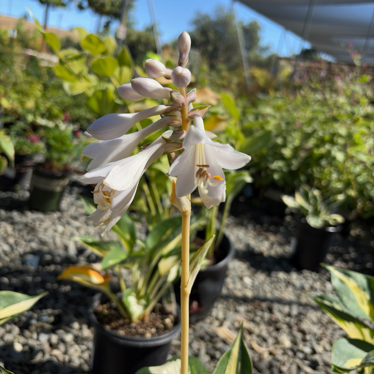 玉簪 Great Expectation Plantam Lily