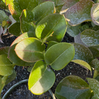 铁茉莉 Green Carpet Natal Plum